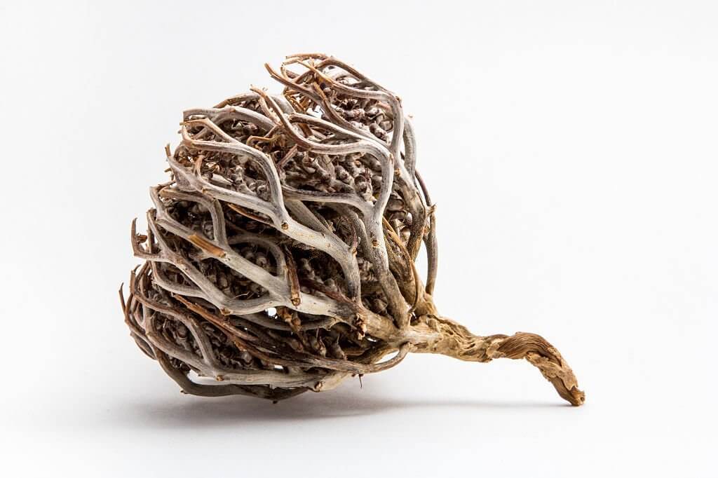 Rose de jericho