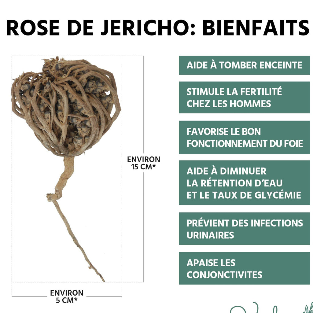 Rose de jericho